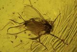 Five Detailed Fossil Flies (Sciaridae) In Baltic Amber #105445-2